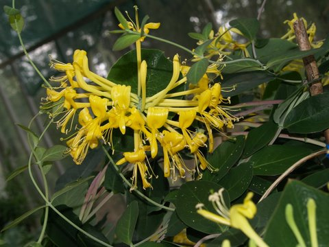 Lonicera tragophylla: Lonicera tragophylla is the most beautiful of climbing honeysuckles, but it does grow and flower better in some shade, and, if you have the option, a weaker pot