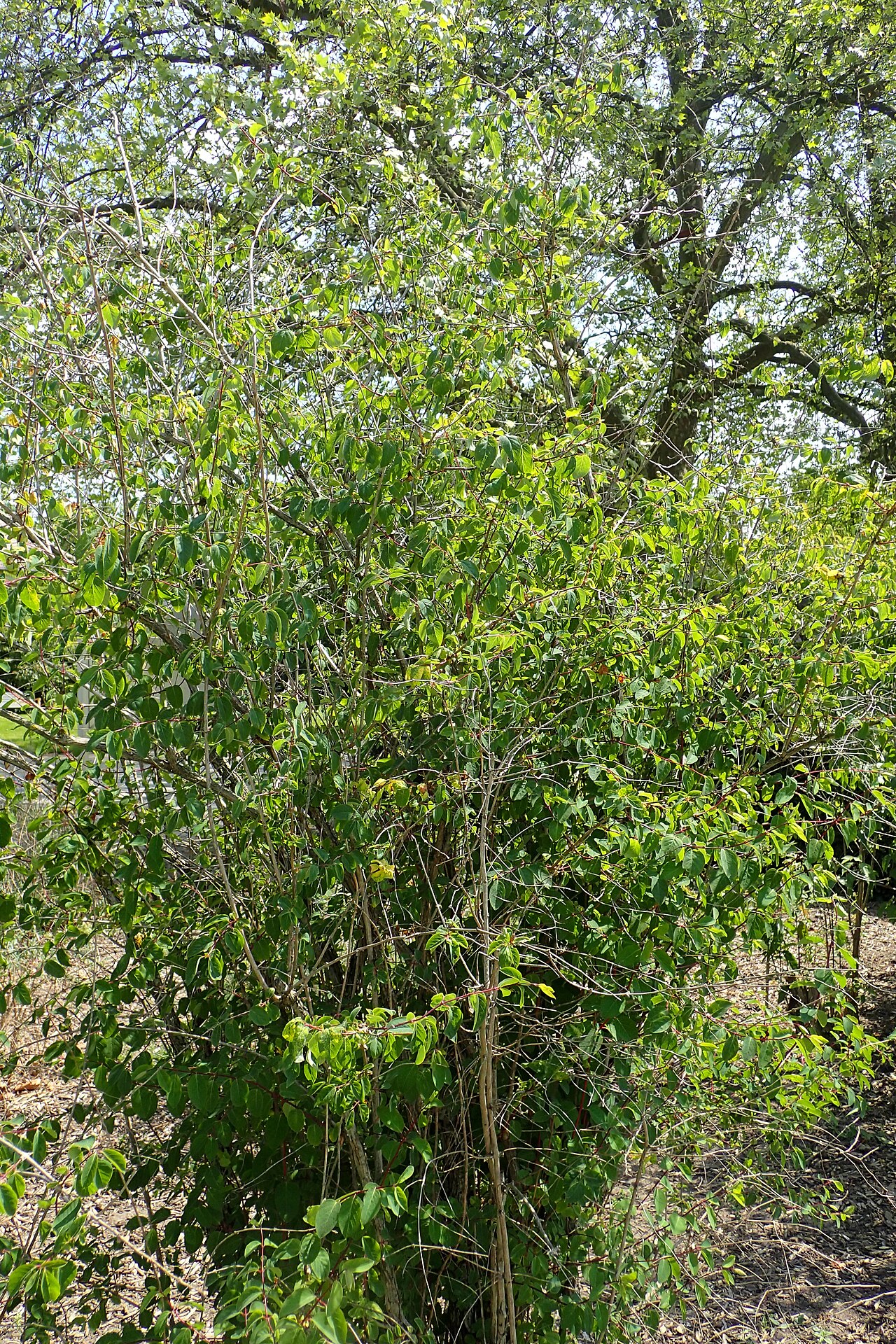 Lonicera trichosantha: Lonicera trichosantha in the Botanischer Garten, Berlin-Dahlem
