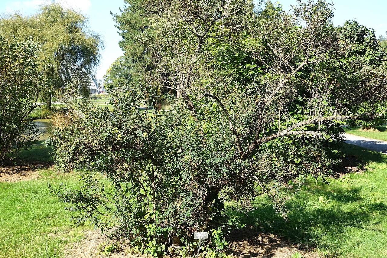 Lonicera trichosantha: Botanical specimen in the Bergianska trädgården - Stockholm, Sweden.