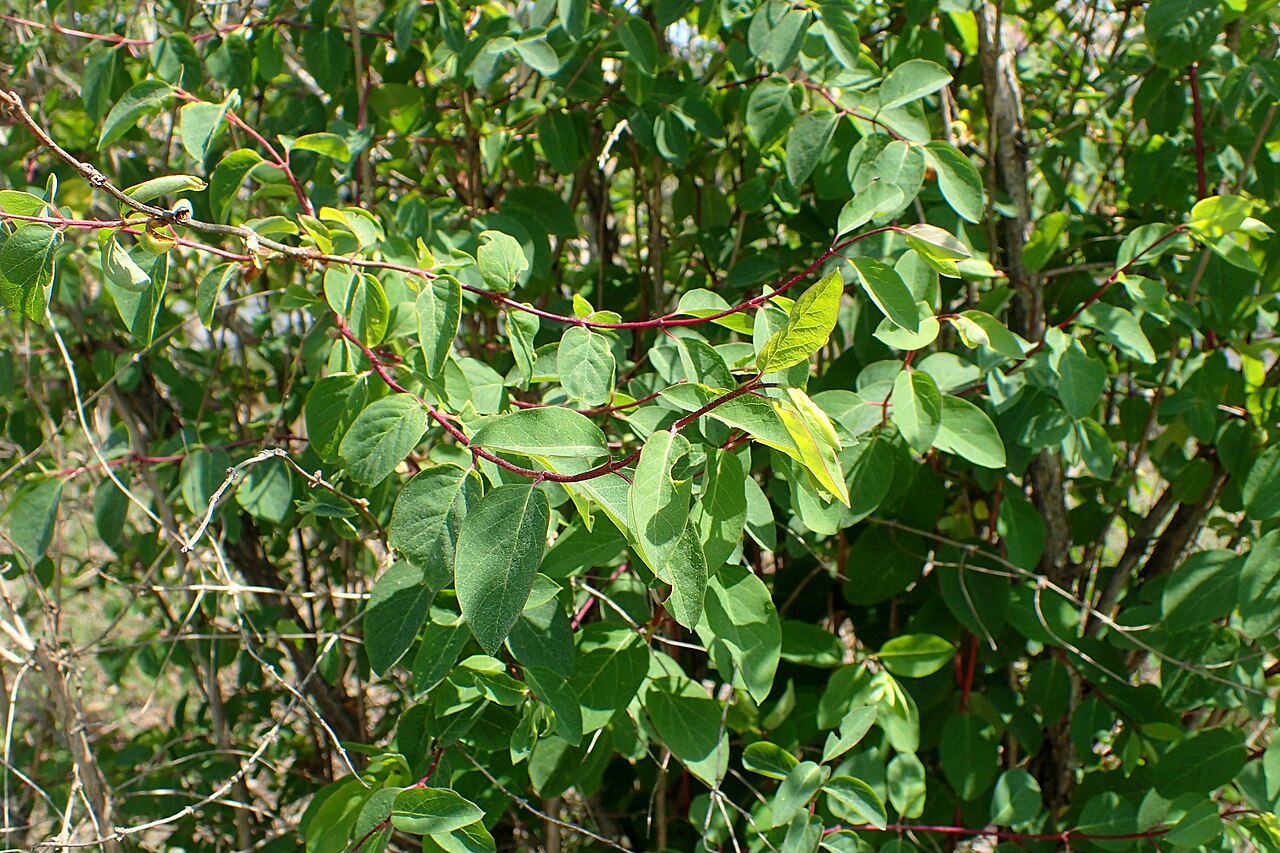 Lonicera trichosantha: Lonicera trichosantha in the Botanischer Garten, Berlin-Dahlem