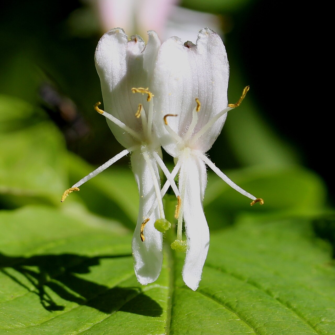 Lonicera tschonoskii: Lonicera tschonoskii in Mount Haku, Shirakawa village, Gifu prefecture, Japan.