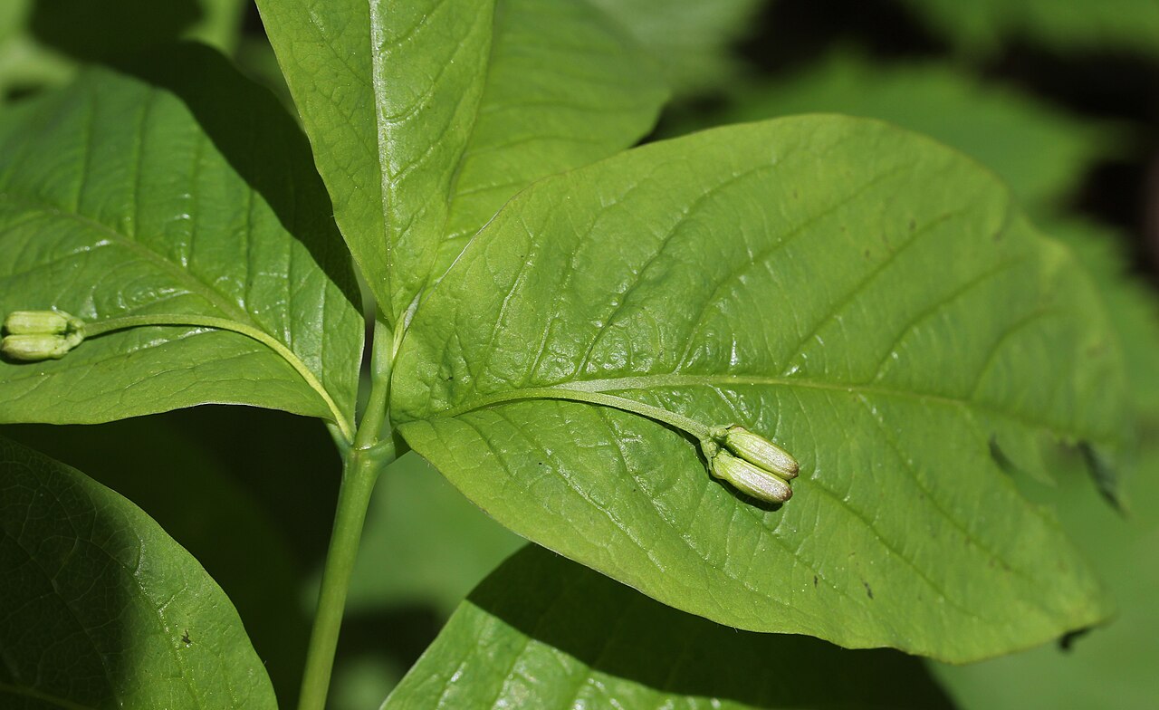 Lonicera tschonoskii: Buds of Lonicera tschonoskii , in Mount Chō, Hida Mountains , Azumino, Nagano prefecture , Japan .