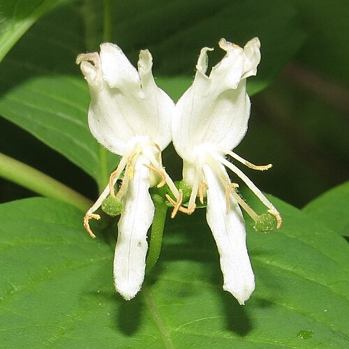 Lonicera tschonoskii: Flower of Lonicera tschonoskii in Mount Haku , Gifu prefecture, Japan.