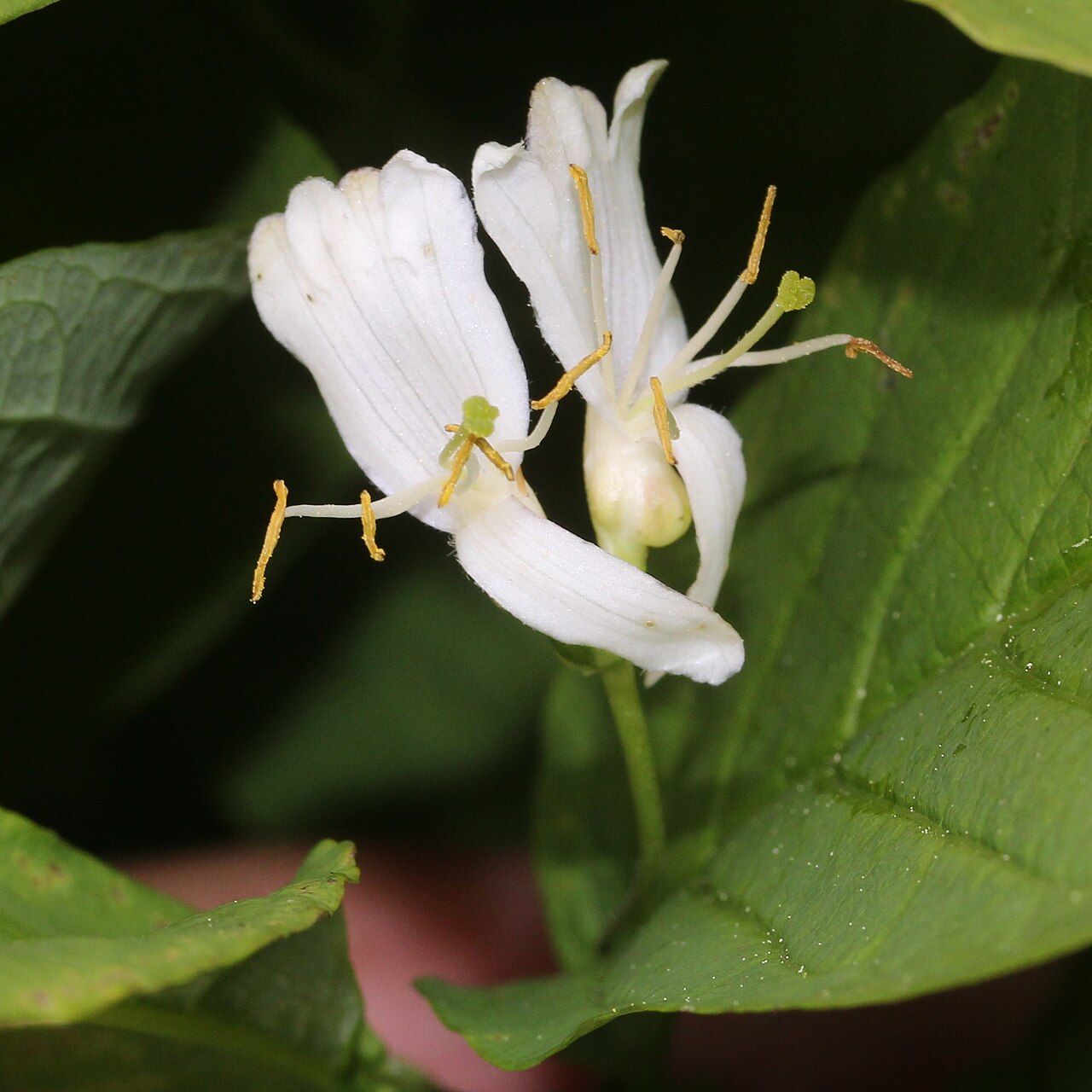 Lonicera tschonoskii: Lonicera tschonoskii in Mount Haku, Shirakawa village, Gifu prefecture, Japan.