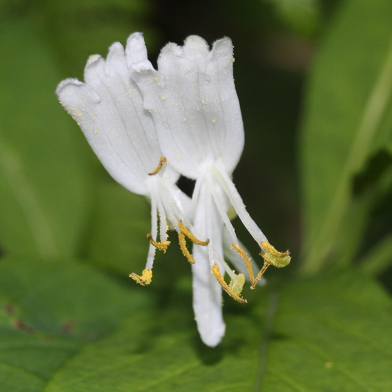Lonicera tschonoskii: Lonicera tschonoskii in Mount Jii, Ōmachi, Nagano prefecture, Japan.