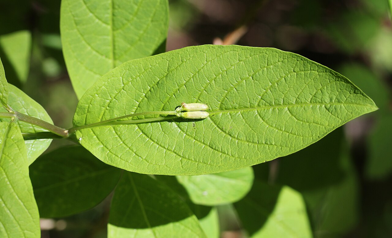 Lonicera tschonoskii: Lonicera tschonoskii in Mount Tsubakuro, Azumino, Nagano prefecture, Japan.