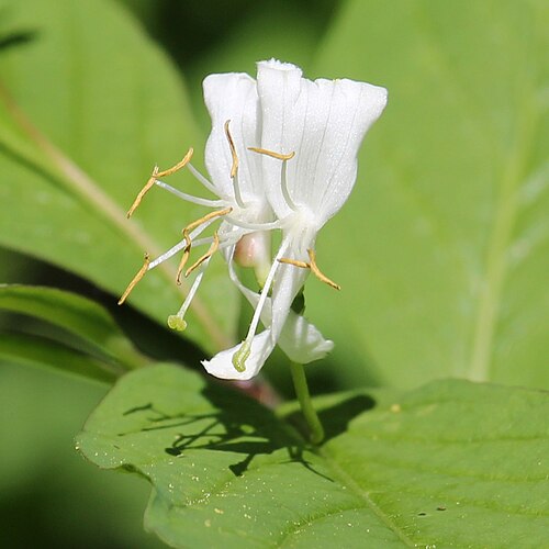 Lonicera tschonoskii: Lonicera tschonoskii in Mount Kasa, Takayama, Gifu prefecture, Japan.