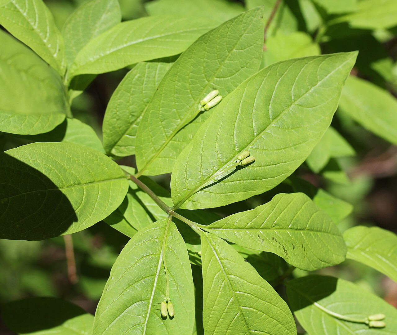 Lonicera tschonoskii: Lonicera tschonoskii in Mount Tsubakuro, Azumino, Nagano prefecture, Japan.