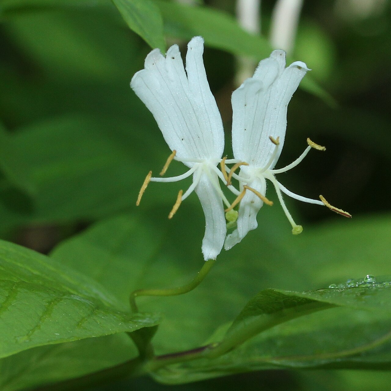 Lonicera tschonoskii: Lonicera tschonoskii in Mount Kisokoma, Kiso town, Nagano prefecture, Japan.