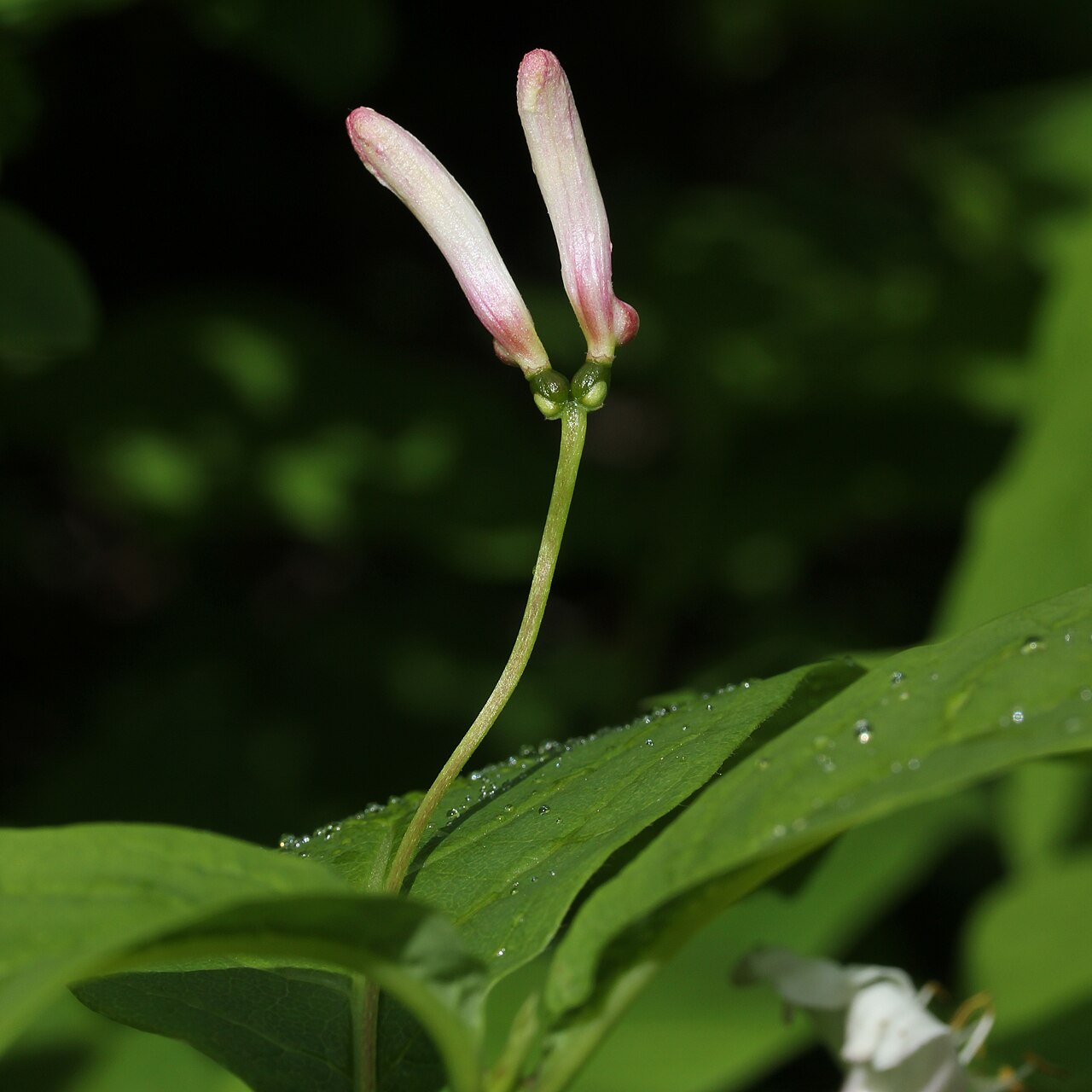 Lonicera tschonoskii: Lonicera tschonoskii in Mount Kisokoma, Kiso town, Nagano prefecture, Japan.