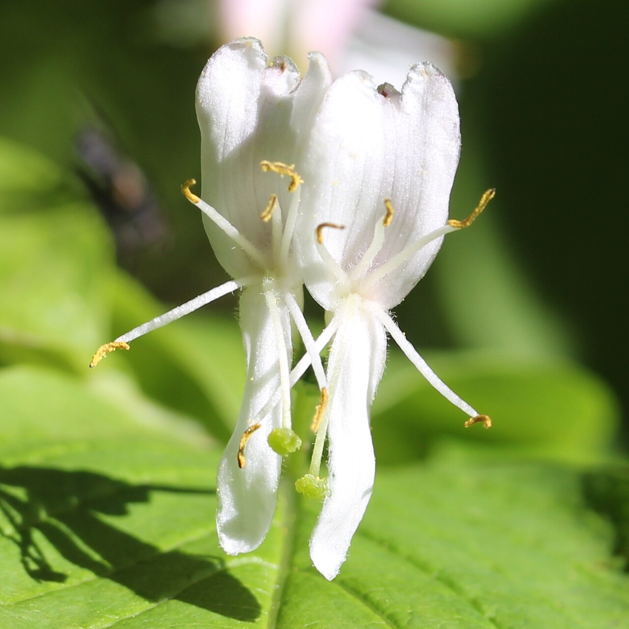 Lonicera tschonoskii: Flowers of Lonicera tschonoskii , in Mount Chō, Hida Mountains , Azumino, Nagano prefecture , Japan .