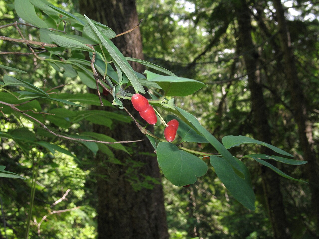 Utah honeysuckle: Lonicera utahensis with fruits from Mount Revelstoke National Park, B.C., Canada