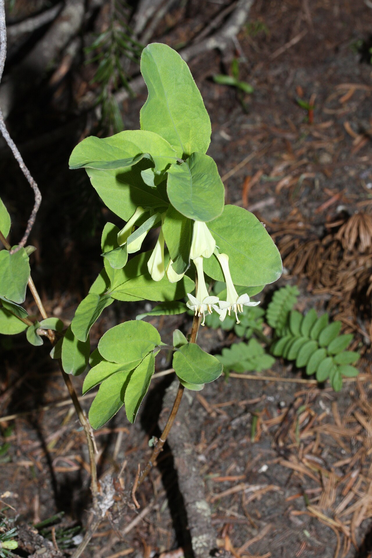 Utah honeysuckle: Utah Honeysuckle, Rocky Mountain Honeysuckle