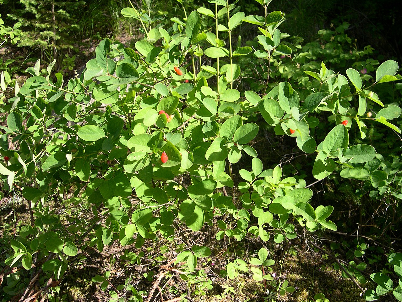 Utah honeysuckle: Lonicera_utahensis-7-04-05