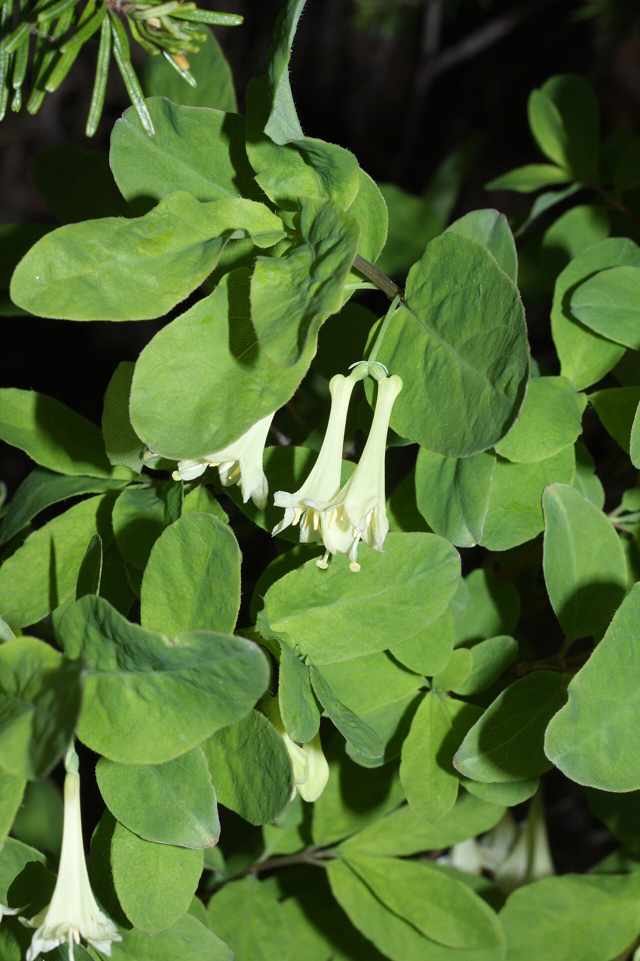 Utah honeysuckle: Utah Honeysuckle, Rocky Mountain Honeysuckle
