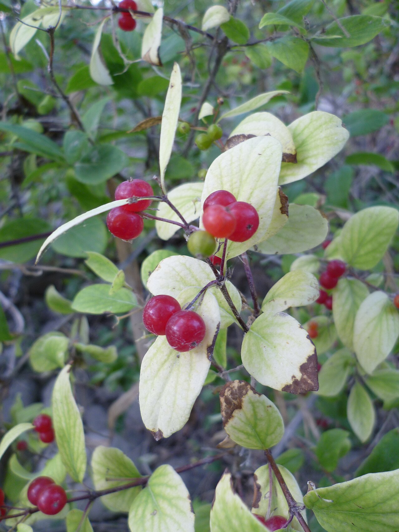 Utah honeysuckle: Lonicera utahensis fruits near the Columbia River in East Wenatche, Douglas County Washington