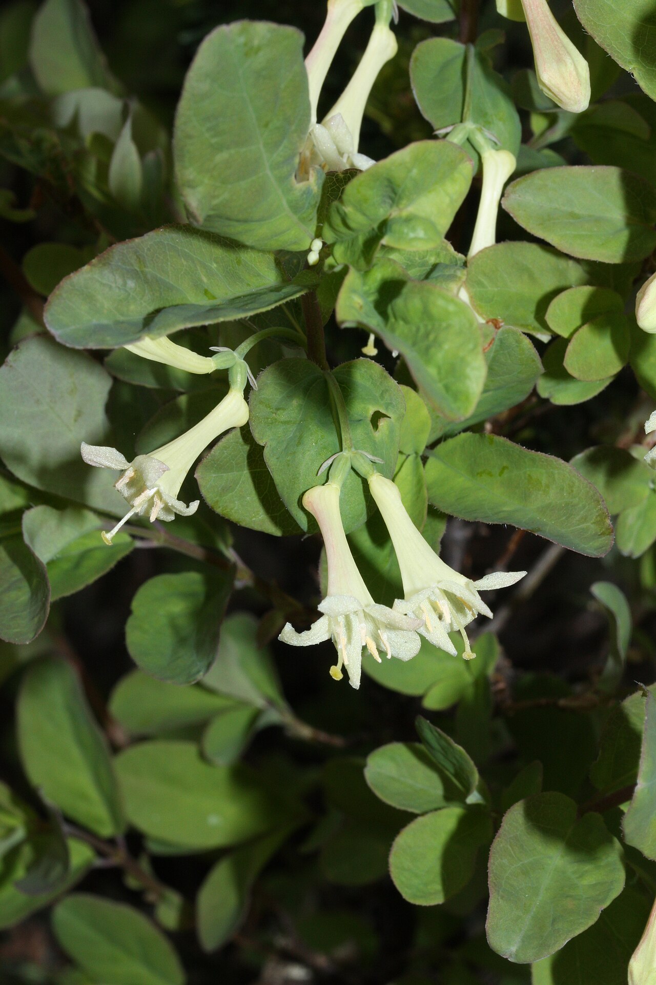 Utah honeysuckle: Utah Honeysuckle, Rocky Mountain Honeysuckle