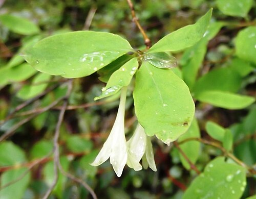 Utah honeysuckle: With some help at inaturalist observation figured out this is Lonicera utahensis Lonicera utahensis at University of Washington, Burke Museum I originally thoug
