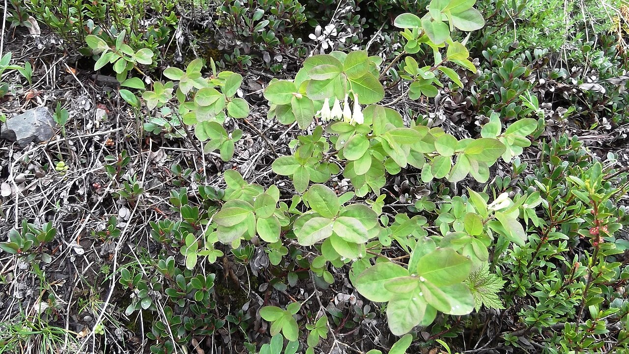 Utah honeysuckle: With some help at inaturalist observation figured out this is Lonicera utahensis Lonicera utahensis at University of Washington, Burke Museum I originally thoug