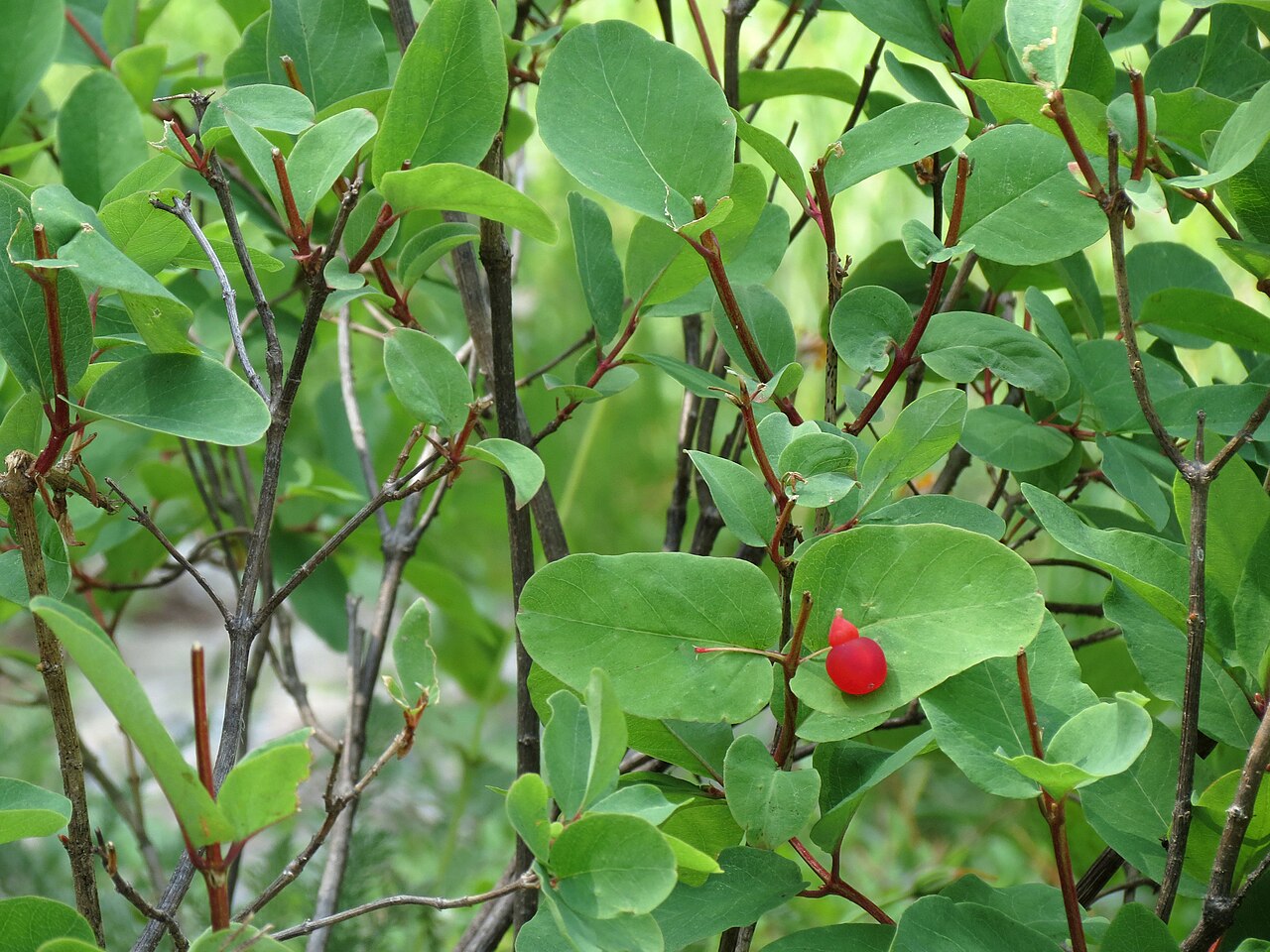 Utah honeysuckle: Lonicera utahensis . Sawtooth National Forest near Stanley, Idaho.