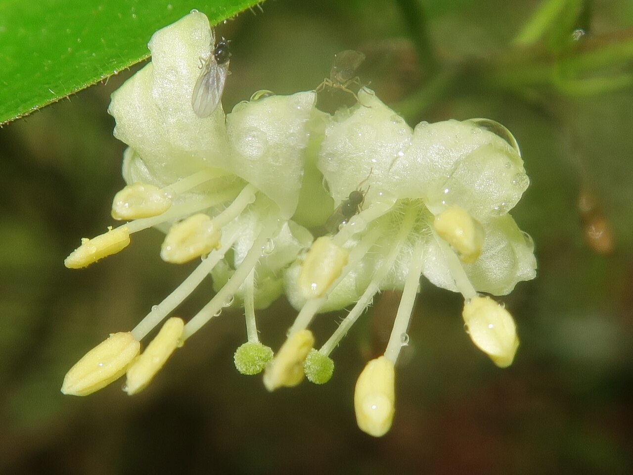 Lonicera vidalii: Lonicera vidalii , Karuizawa town, Nagao pref., Japan