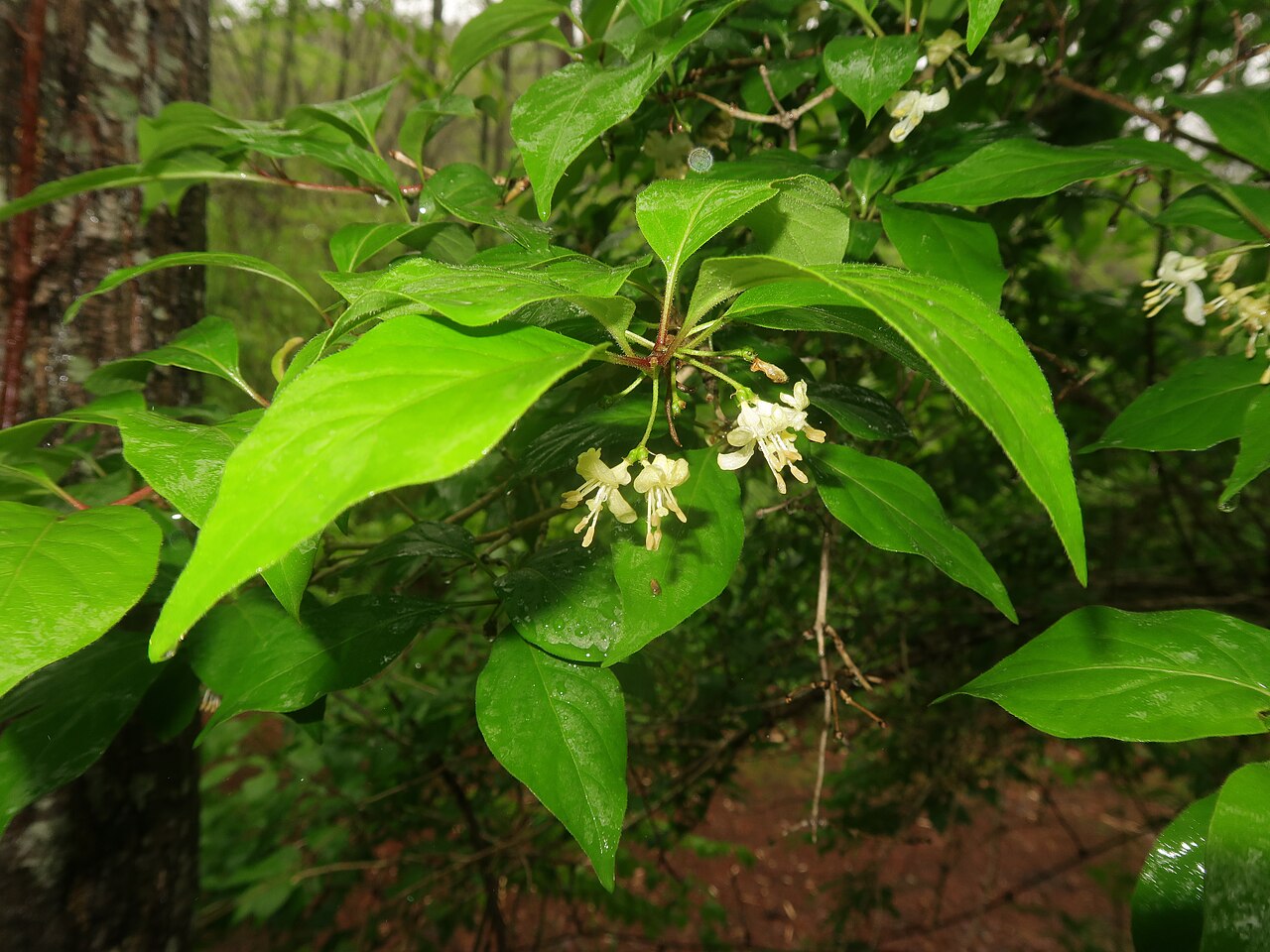 Lonicera vidalii: Lonicera vidalii , Karuizawa town, Nagao pref., Japan