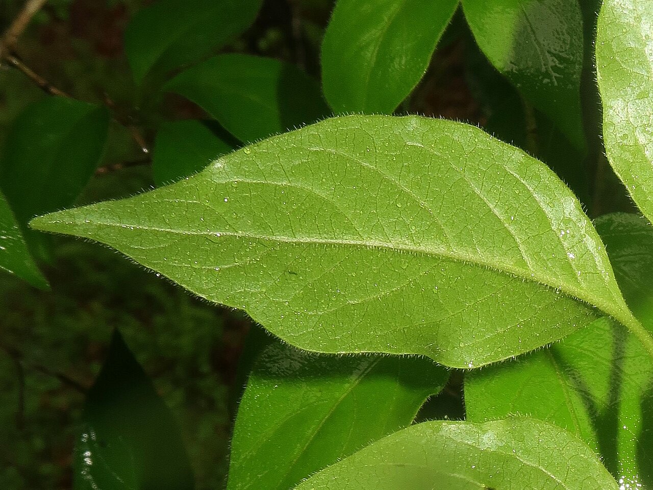 Lonicera vidalii: Lonicera vidalii , Karuizawa town, Nagao pref., Japan
