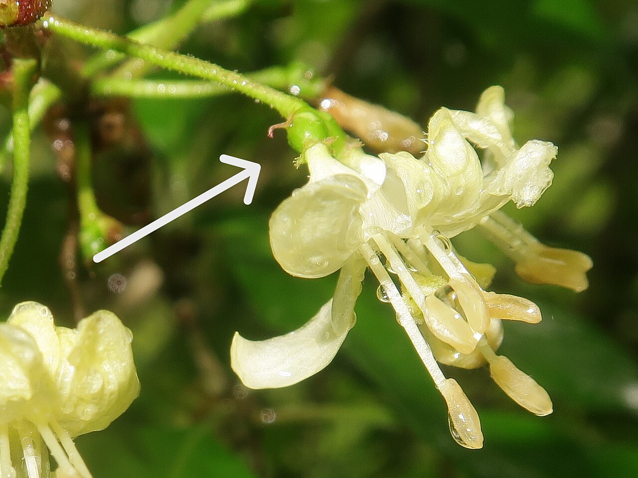 Lonicera vidalii: Lonicera vidalii , Karuizawa town, Nagao pref., Japan