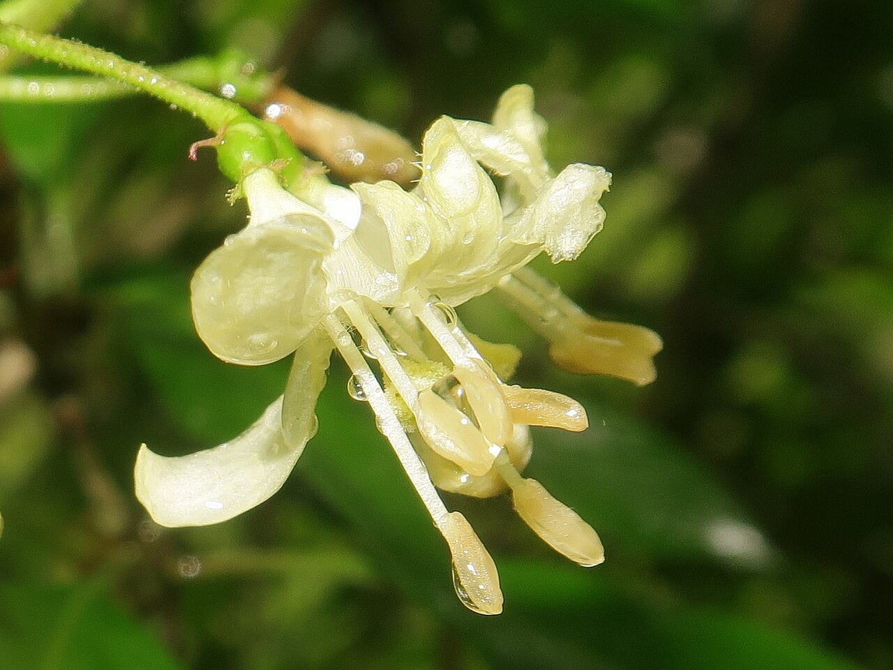 Lonicera vidalii: Lonicera vidalii , Karuizawa town, Nagao pref., Japan