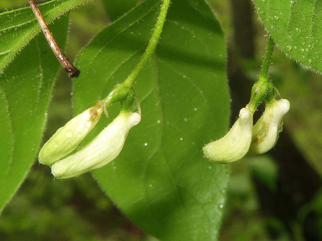 Lonicera vidalii: Lonicera vidalii , Karuizawa town, Nagao pref., Japan
