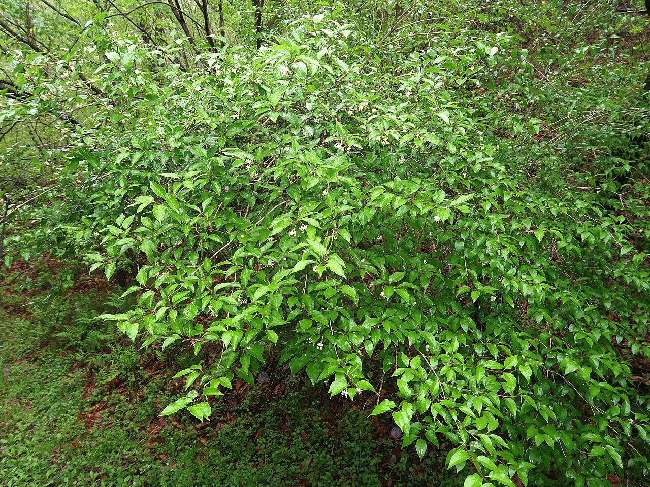 Lonicera vidalii: Lonicera vidalii , Karuizawa town, Nagao pref., Japan
