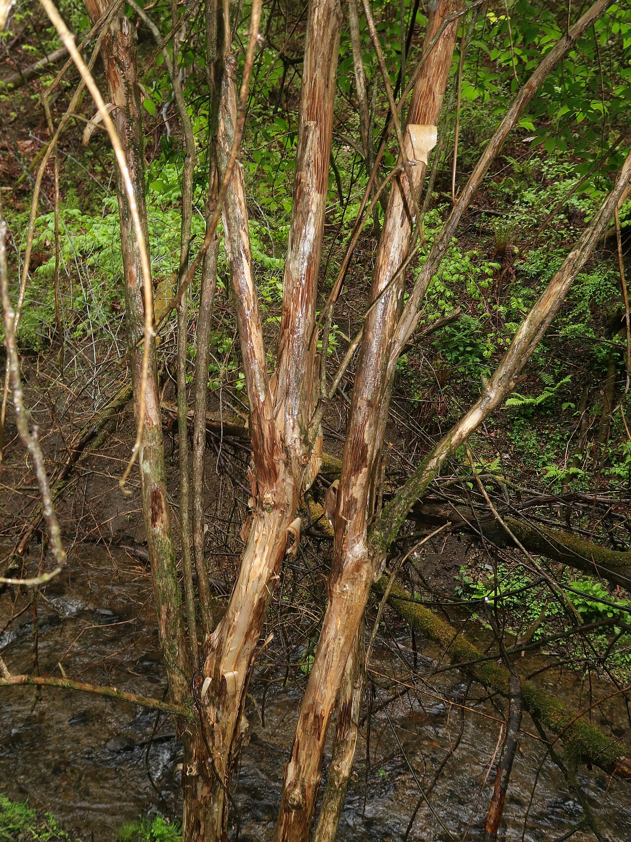 Lonicera vidalii: Lonicera vidalii , Karuizawa town, Nagao pref., Japan