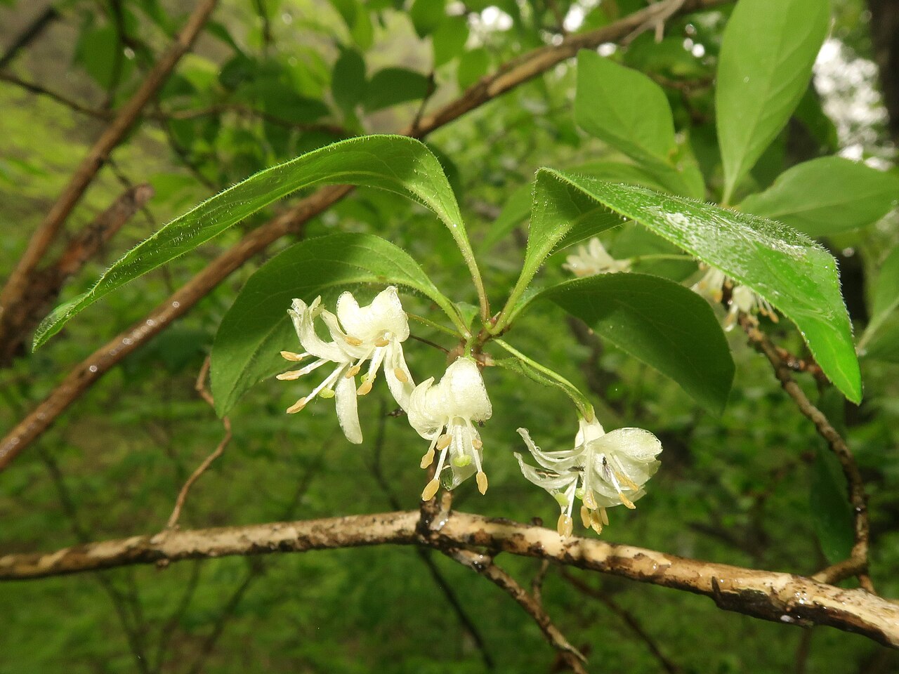 Lonicera vidalii: Lonicera vidalii , Karuizawa town, Nagao pref., Japan