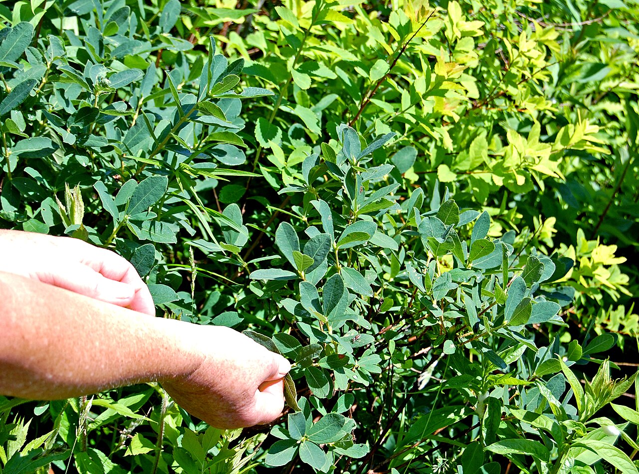 Mountain fly honeysuckle: Day 2- Cutler