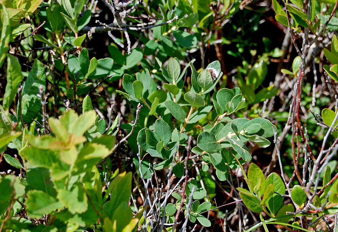 Mountain fly honeysuckle: Day 4- Petit Manan