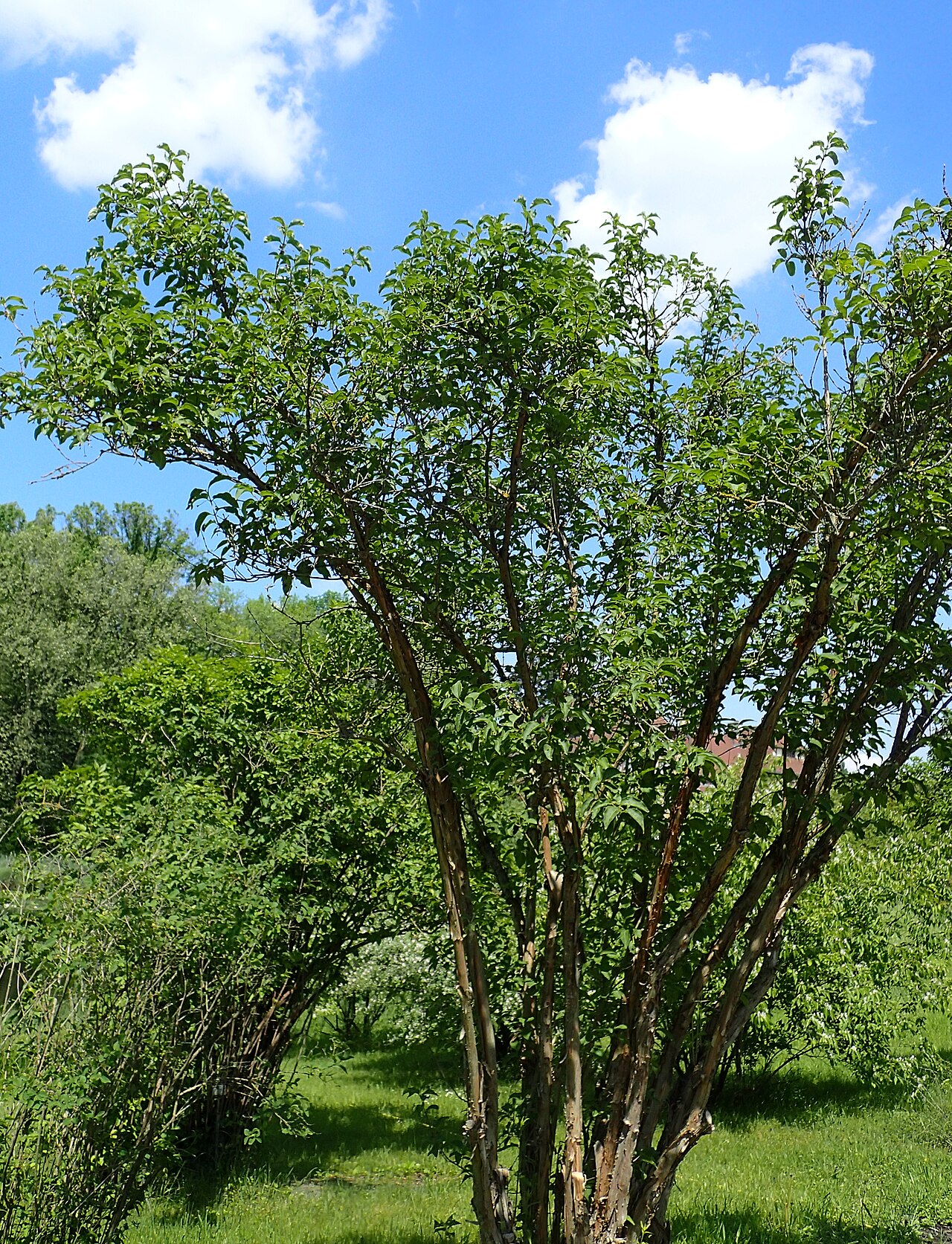 Lonicera webbiana: Lonicera webbiana (labelled as Lonicera tatsienensis) in the Botanischer Garten, Berlin-Dahlem