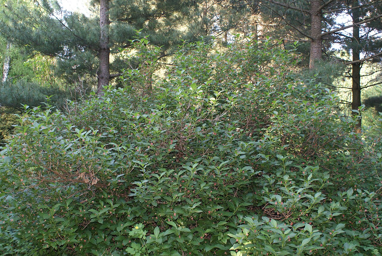 Lonicera webbiana: Lonicera webbiana in Botanical garden, Minsk