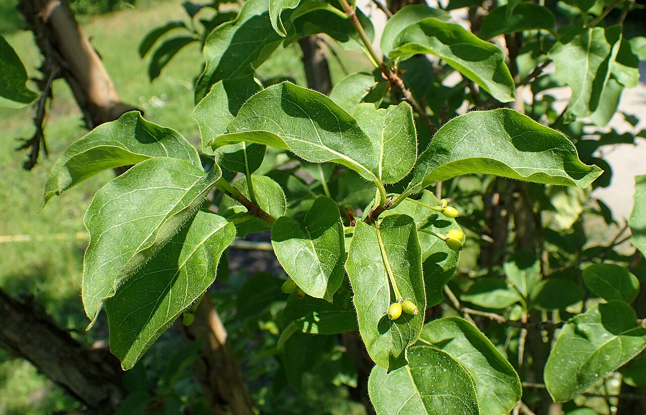 Lonicera webbiana: Lonicera webbiana (labelled as Lonicera tatsienensis) in the Botanischer Garten, Berlin-Dahlem