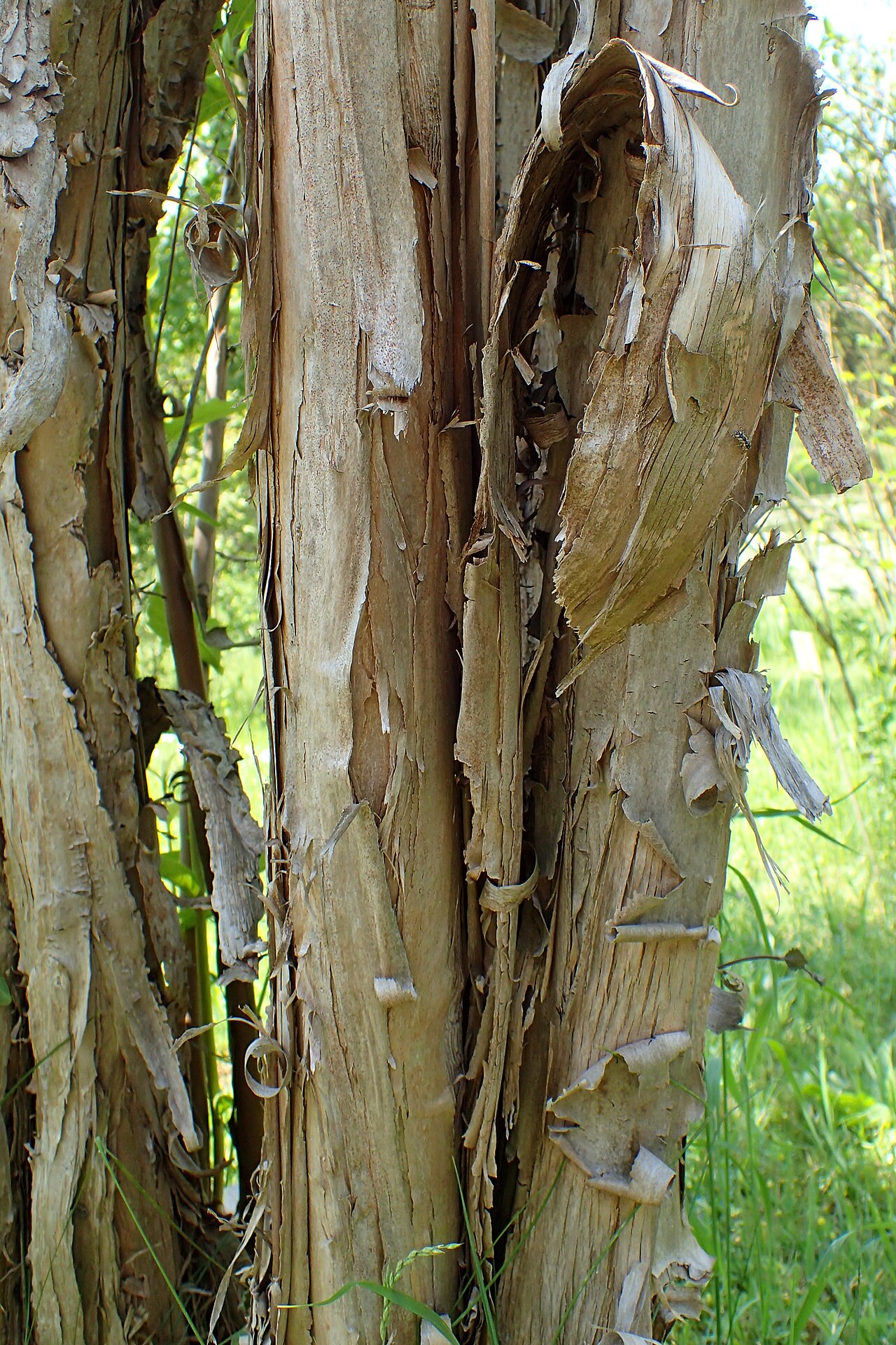 Lonicera webbiana: Lonicera webbiana (labelled as Lonicera tatsienensis) in the Botanischer Garten, Berlin-Dahlem