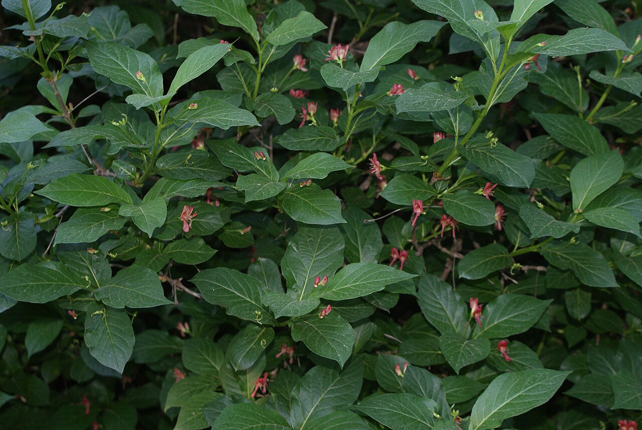Lonicera webbiana: Lonicera webbiana in Botanical garden, Minsk