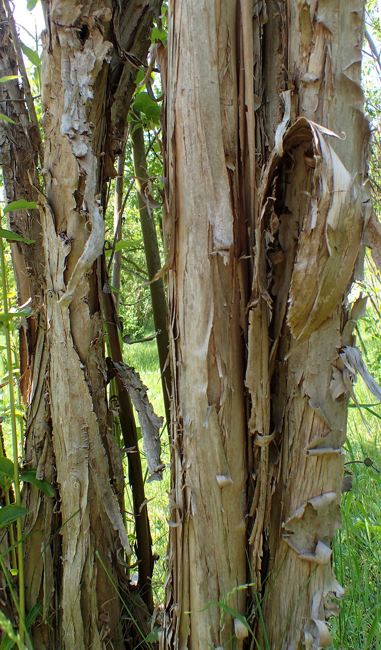 Lonicera webbiana: Lonicera webbiana (labelled as Lonicera tatsienensis) in the Botanischer Garten, Berlin-Dahlem