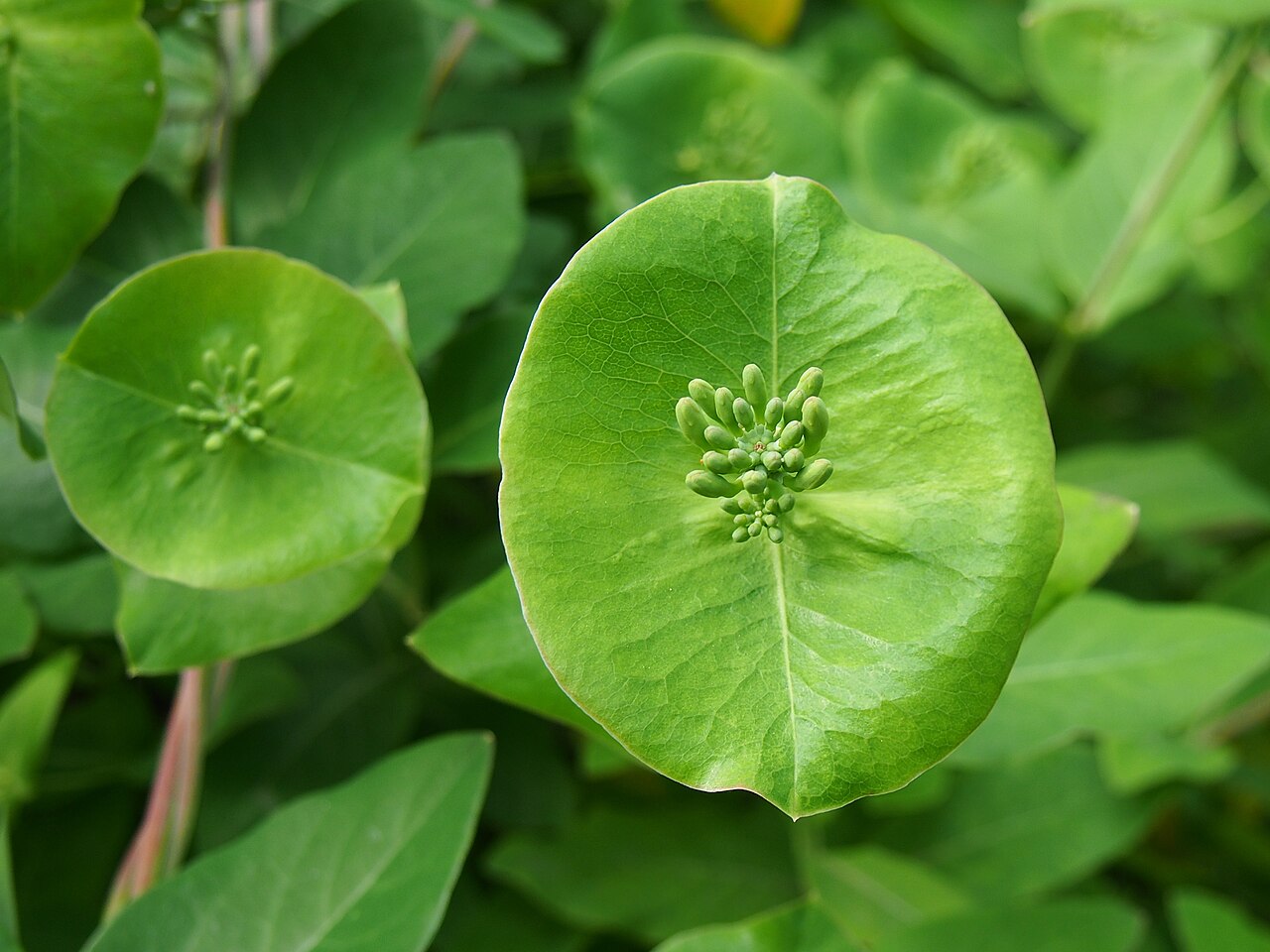 Lonicera × tellmanniana: Lonicera × tellmanniana flower buds, plant cultivated in Wrocław University Botanical Garden, Wrocław, Poland.