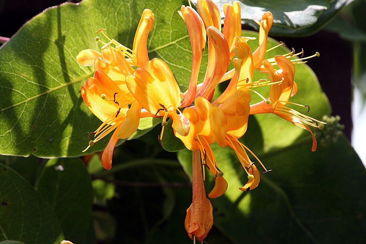 Lonicera × tellmanniana: Lonicera spec. Jelängerjelieber,_Gartengeißblatt, Lonicera caprifolium