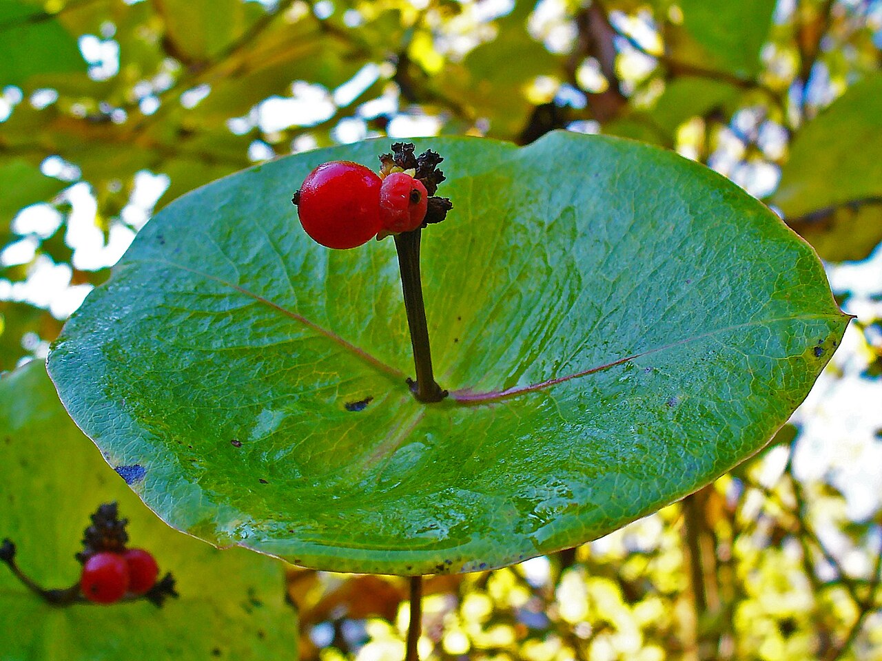Lonicera × tellmanniana: Lonicera × tellmanniana , Caprifoliaceae, Redgold Honeysuckle, fruits; Botanic Garden Universiy Tübingen, Germany.