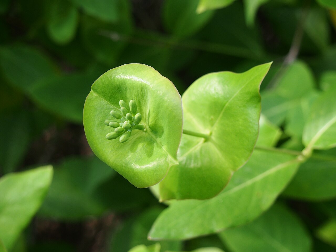 Lonicera × tellmanniana: Lonicera × tellmanniana flower buds, plant cultivated in Wrocław University Botanical Garden, Wrocław, Poland.