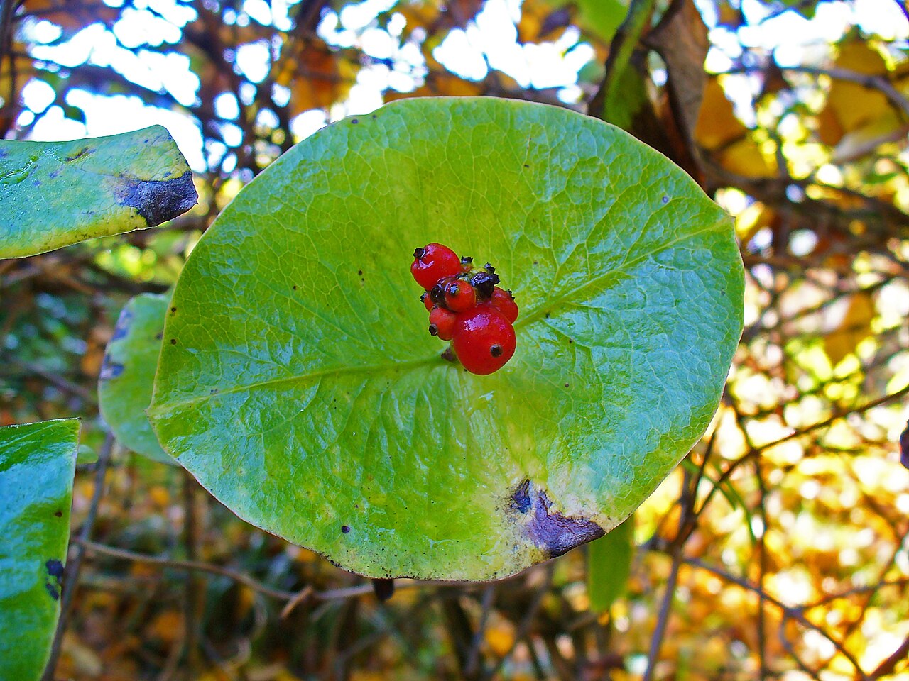 Lonicera × tellmanniana: Lonicera × tellmanniana , Caprifoliaceae, Redgold Honeysuckle, infrutescence; Botanic Garden Universiy Tübingen, Germany.