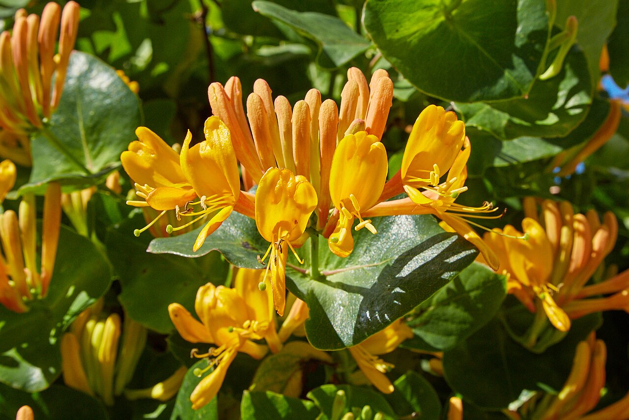 Lonicera × tellmanniana: Lonicera x tellmanniana