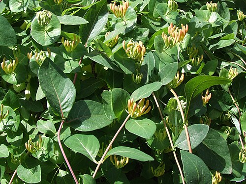 Lonicera × tellmanniana: Lonicera × tellmanniana