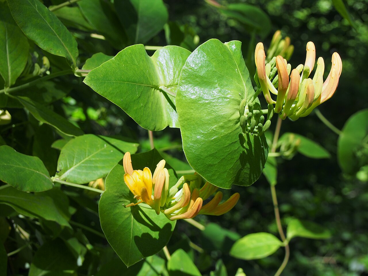 Lonicera × tellmanniana: Lonicera × tellmanniana , plant cultivated in Wrocław University Botanical Garden, Wrocław, Poland.