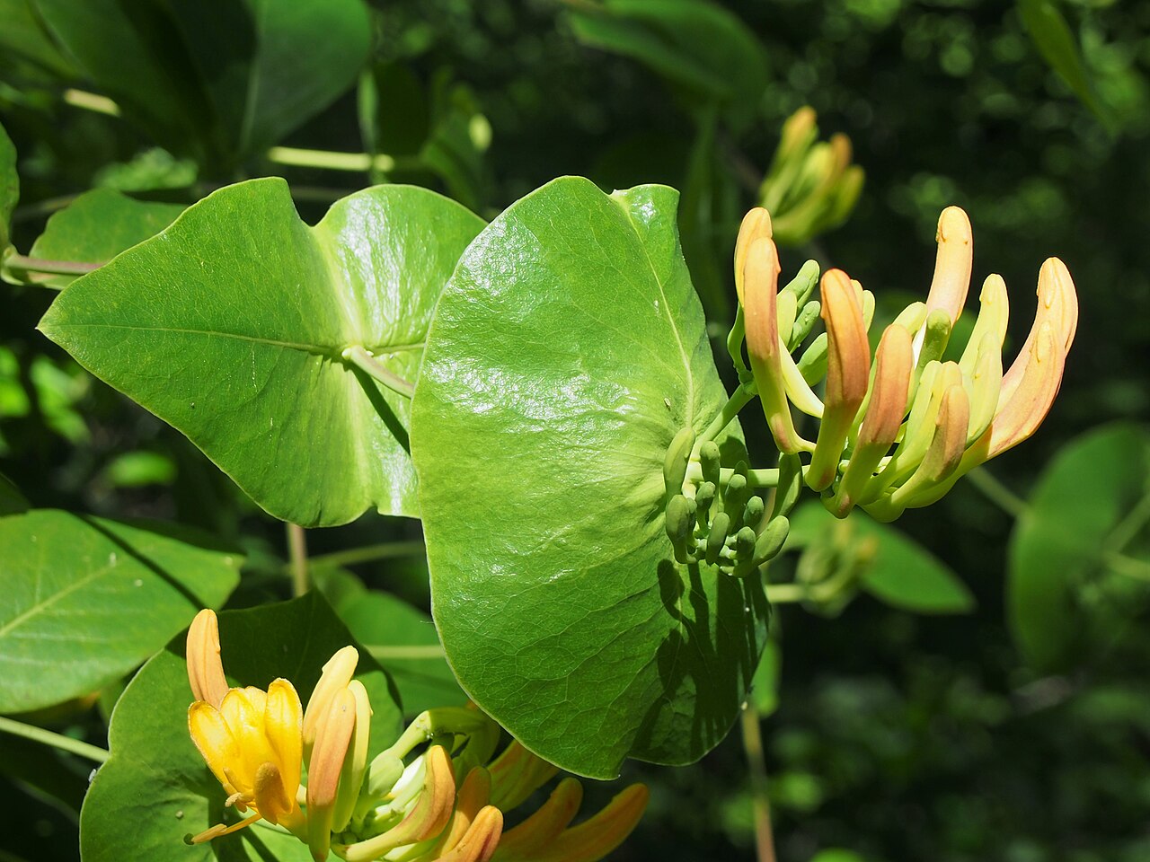 Lonicera × tellmanniana: Lonicera × tellmanniana , plant cultivated in Wrocław University Botanical Garden, Wrocław, Poland.